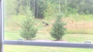 Turkeys in the yard