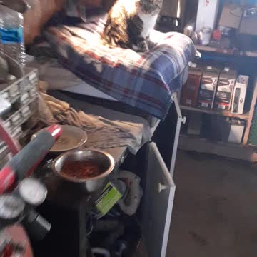 Heat lamp is working well for the cat