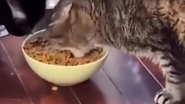 this cat is very greedy