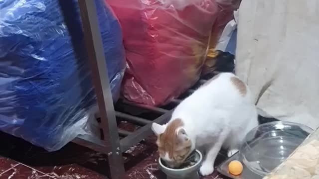 A cat that eats well.