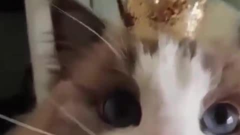furry queen