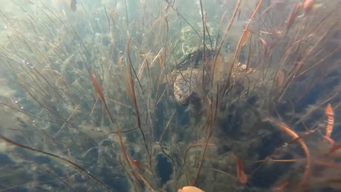 Huge Turtle