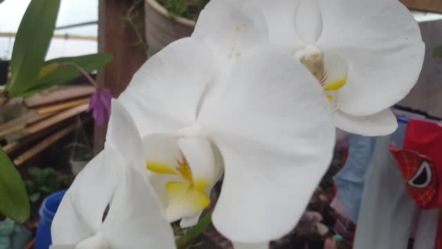 Beautiful white of flower