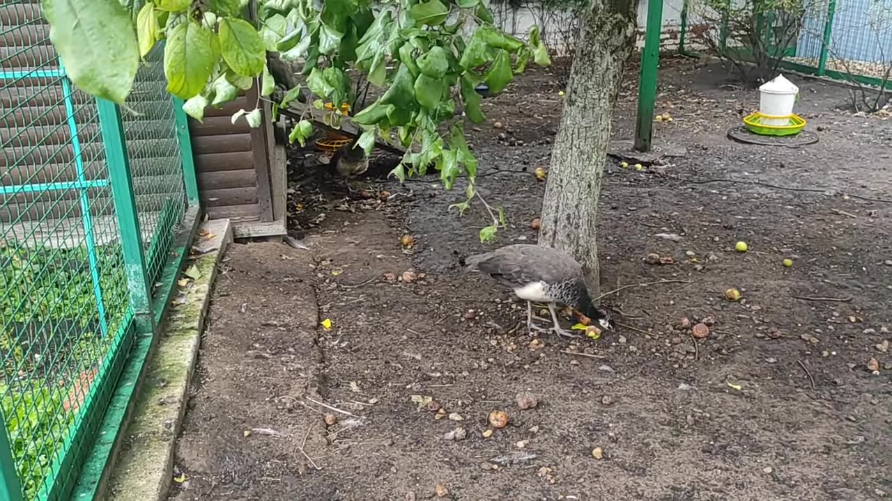 Majestic Peacocks in Motion: A Nature Walk