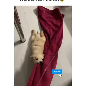 Virtual Assistant Dog Training 2022