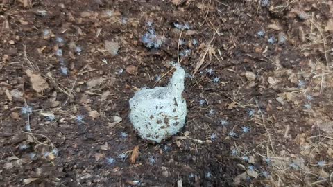 Spider Eggsac Hatches in Hand