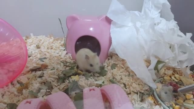 A hamster curious about everything.