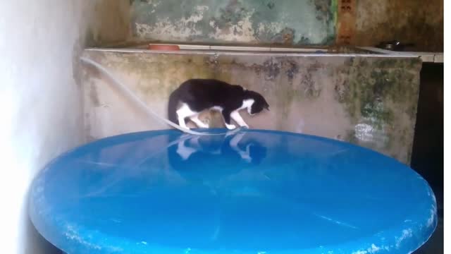 cat playing with water in the box