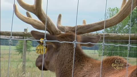 Everything You Wanted To Know About Elk Antlers But Didn't Know Who To Ask