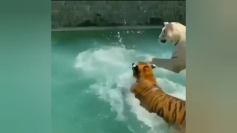 Swimming with tigers 🐅 | bathing with tiger 🐯