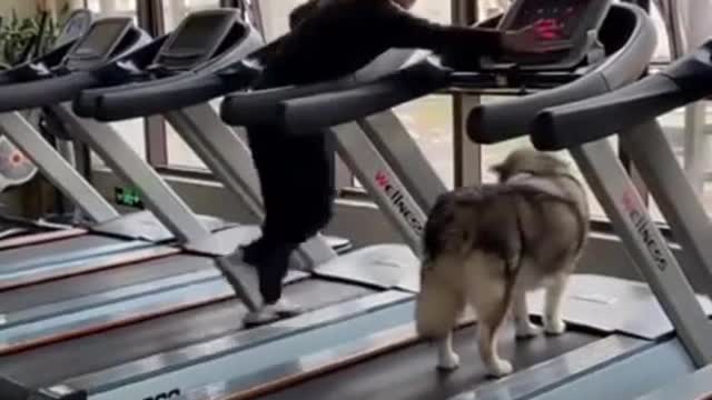 Dog Workout With Hooman