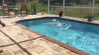 Westie amante del agua juega con nuevo juguete en la piscina