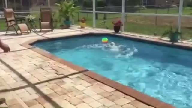 Westie amante del agua juega con nuevo juguete en la piscina