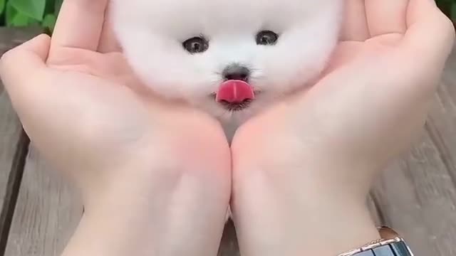 The most beautiful and cutest dog in the world 😍
