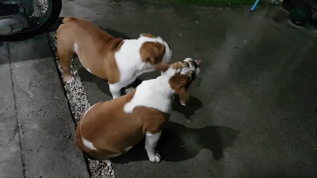 Weirdo Bulldogs catch raindrops on their tongues