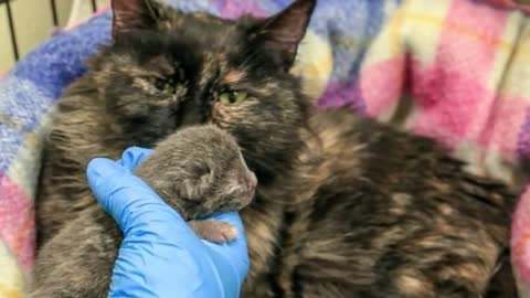 Best Stray Cat Who Gave Birth On Cold Concrete Hangs On To Life To Save Her Tiny Kitten