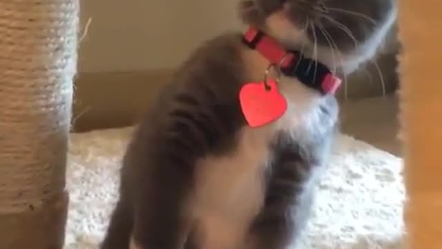 Lovely cat and table.