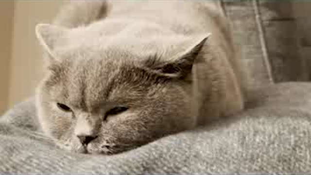 Relax My Cat - Sleep Music For Cats - Britishhorthair