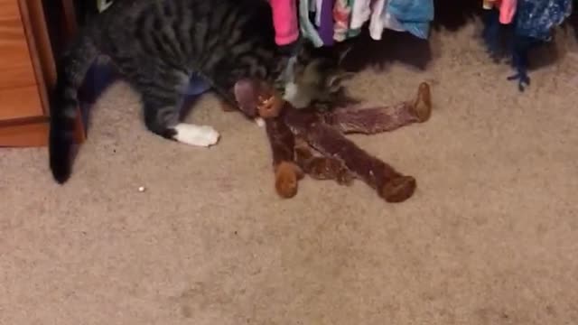 Monkey vs. kitten