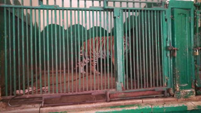 Alpha Male tiger Wants To Go Out