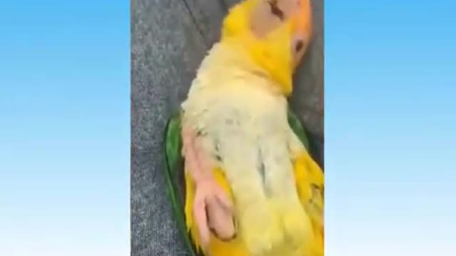 Funny Cats Best memes, Animals, Try not to laugh!! 2021