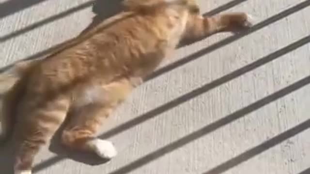 I wasn't a cat person before but 🥺