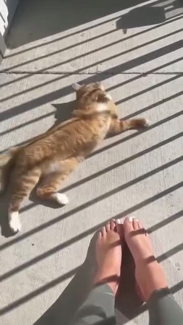 I wasn't a cat person before but 🥺