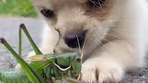 ♥Cute Puppies Doing Funny Things 2020♥ #3 Cutest Dogs