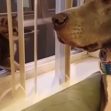 What is the best dog and cat training video? Let's look at some of the best free dog training