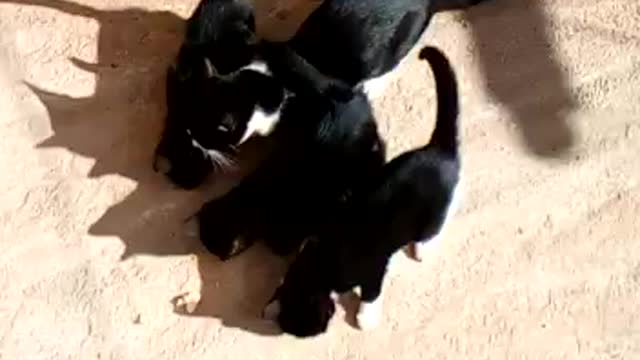 Beautiful kittens