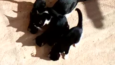 Beautiful kittens