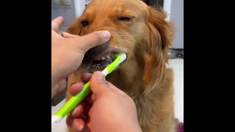 2 Minutes full of Funny Cats and Dogs 2022! 🔴