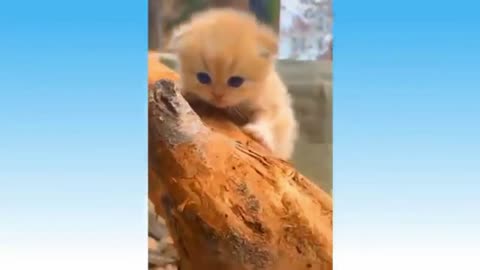 Kitty Can't Get Down