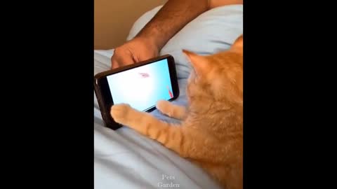 Cute Pets And Funny Animals Compilation 148 Pets Garden