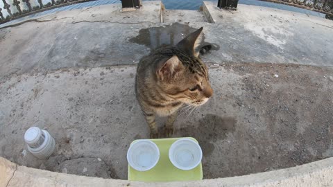 MICHAEL JACKSON - Homeless cat in Ras Al Khaimah, UAE #cat #cats #MichaelJackson #emirates #ae #UAE
