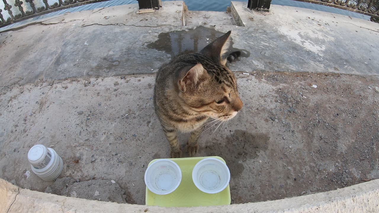 MICHAEL JACKSON - Homeless cat in Ras Al Khaimah, UAE #cat #cats #MichaelJackson #emirates #ae #UAE