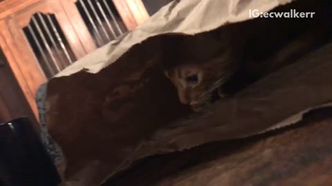 Cat hiding in chipotle bag