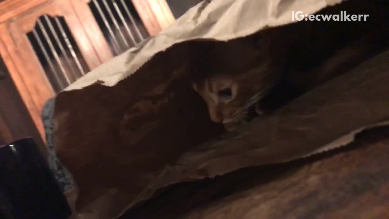 Cat hiding in chipotle bag