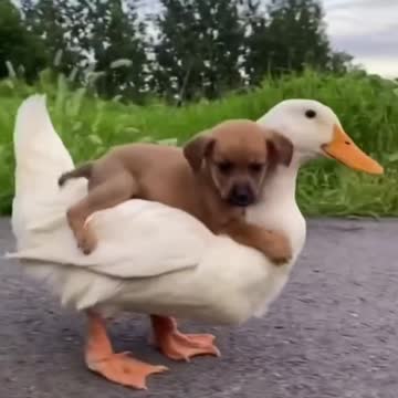 Ayo puppy on a duck
