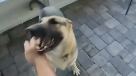 Garman dog fight lift your bos