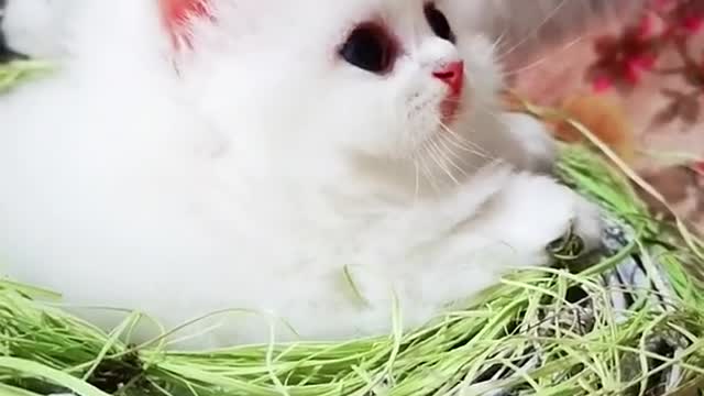 Cute little cat baby video is