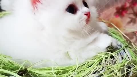 Cute little cat baby video is