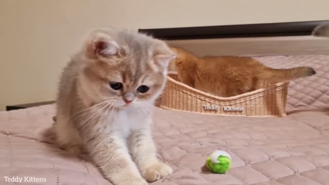 Having Fun Time With Lovely Kittens