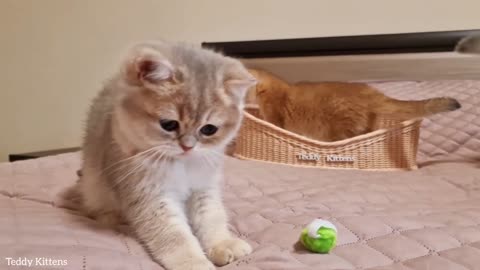 Having Fun Time With Lovely Kittens