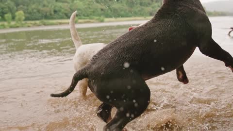 DOGS PLAY IN SHALLOW WATER PART2