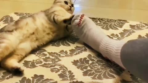 It was adopted from someone else's home