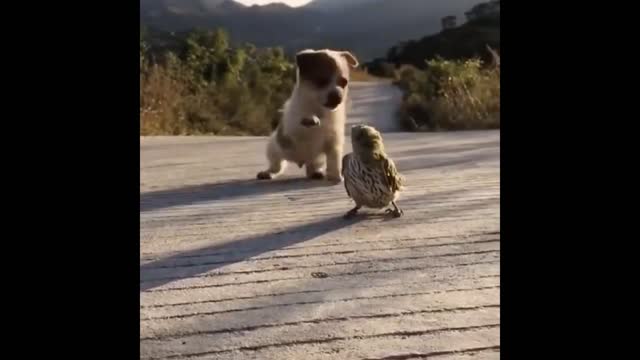 A Fight between a dog and a duckling