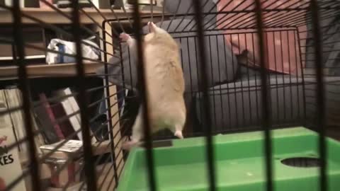 Hamster stuntman watching everising !!!