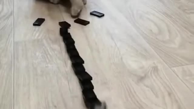 FUNNY Cute Cat Domino Reaction