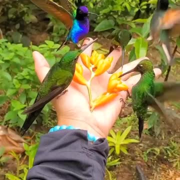 Anti-Loosh Video Number 47. LOOSH is real and bad. Explained below and watch the video!